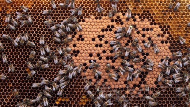 Вредные для пчел химикаты надо запретить