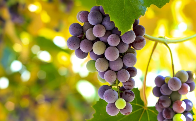 Аномальная жара оказалась благом для квебекских виноградников