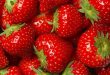 Новое грибковое заболевание под названием Neopestalotiopsis угрожает клубничным плантациям в Канаде