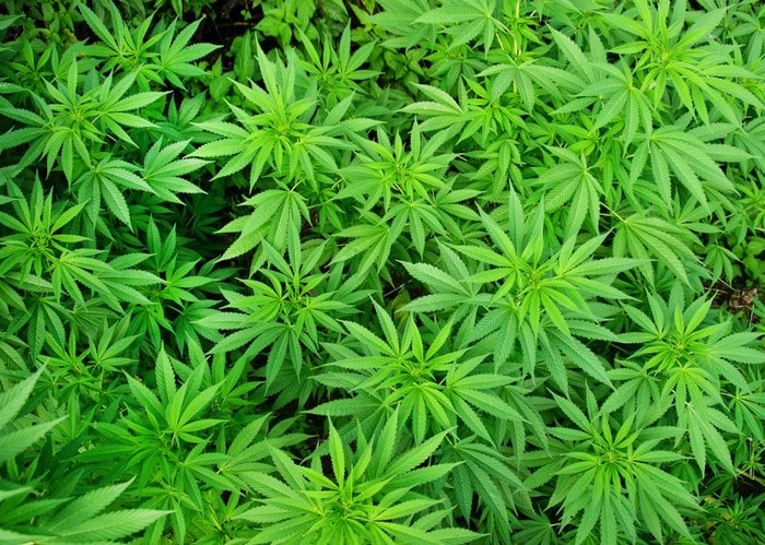 После легализации потребление марихуаны в Канаде возросло