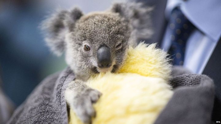 Канадцы отправили в Австралию шесть самолётов с варежками для коал