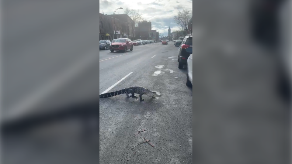 Монреальский аллигатор-путешественник якобы укусил ребёнка