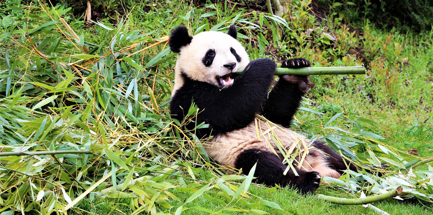 Канадские панды никак не могут вернуться в Китай