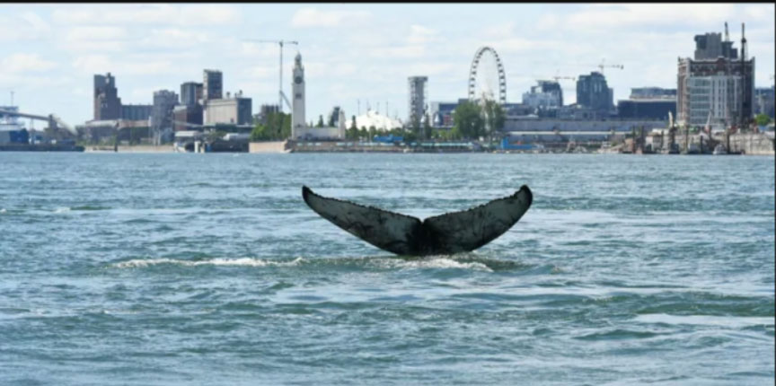 Монреальский гость: кит приплыл из-за коронавируса?