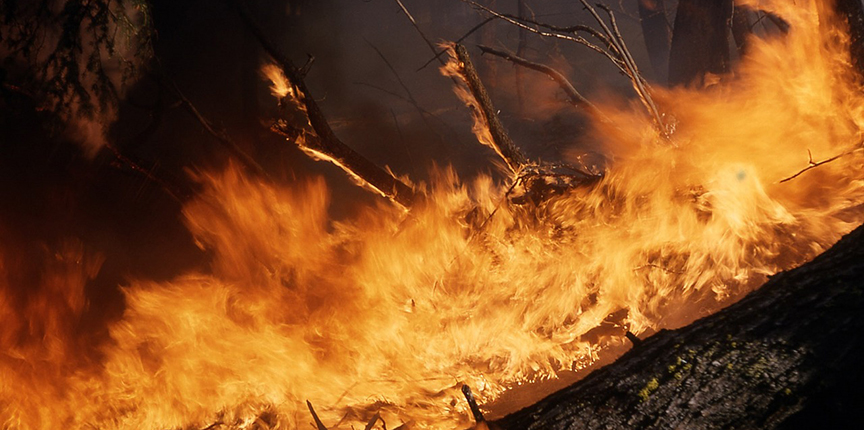 Канада запросила международную помощь в борьбе с масштабными лестными и ландшафтными пожарами