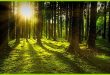 Лес, роща, парк: важность зелёных зон для психического здоровья людей
