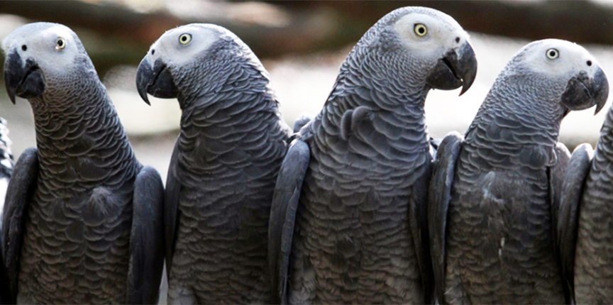 Зоопарк вынужден изолировать попугаев... из-за нецензурной речи