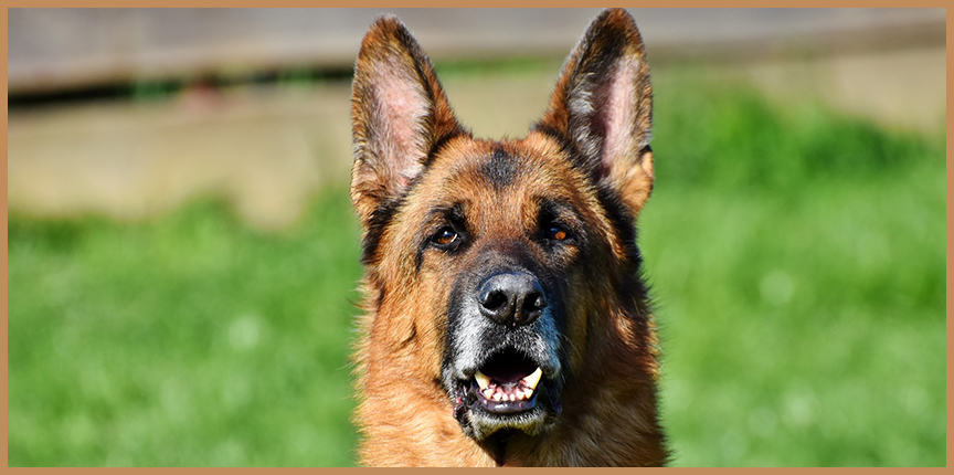 Острый нюх: собаки эффективно обнаруживают COVID-19