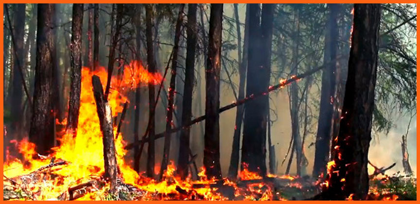 Лесные пожары вызвали очередной скачок цен на древесину