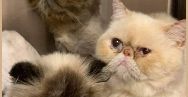 Кот стал «читателем» библиотеки в Дорвале