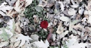 День памяти