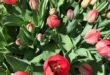fleurs