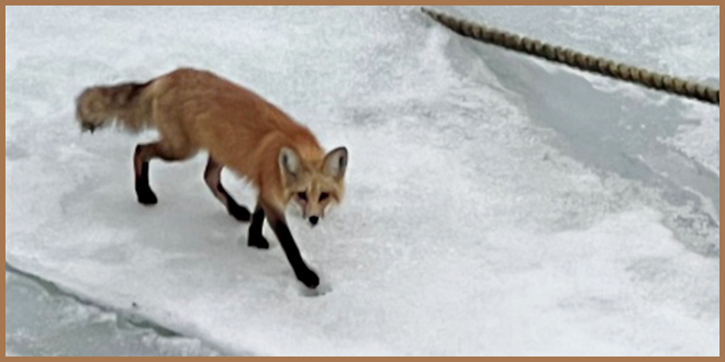 Не мучайте животное: зоозащитникам приказали прекратить спасать лису