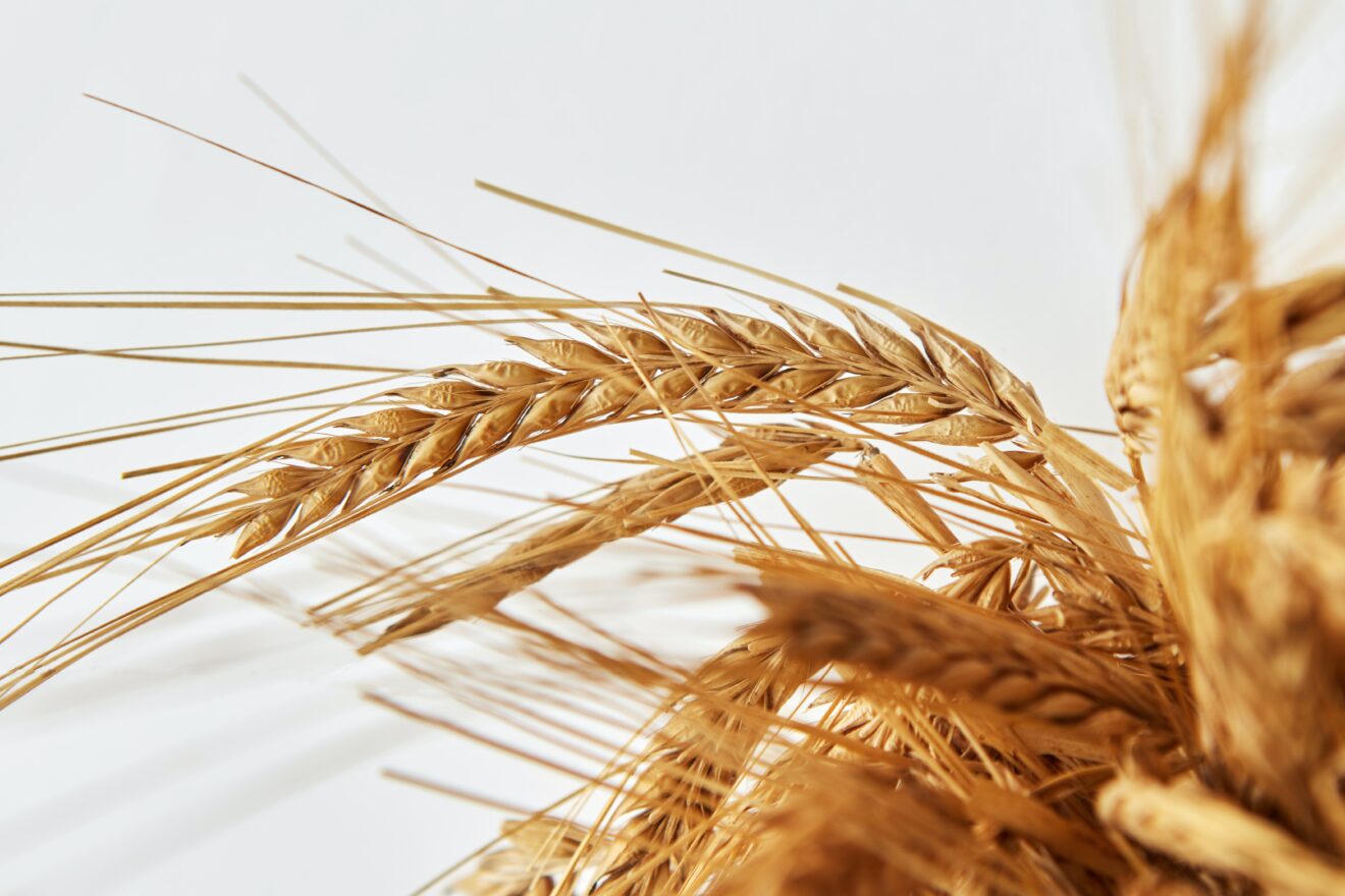 За неделю пшеница подорожала более чем на 40%