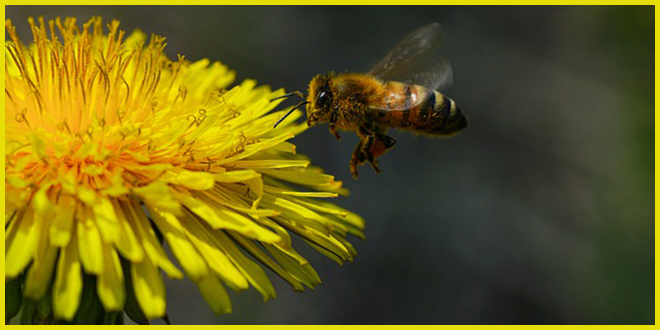 Одуванчик-челледж: жителей Квебека призывают сохранить цветы для пчел