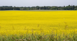 canola