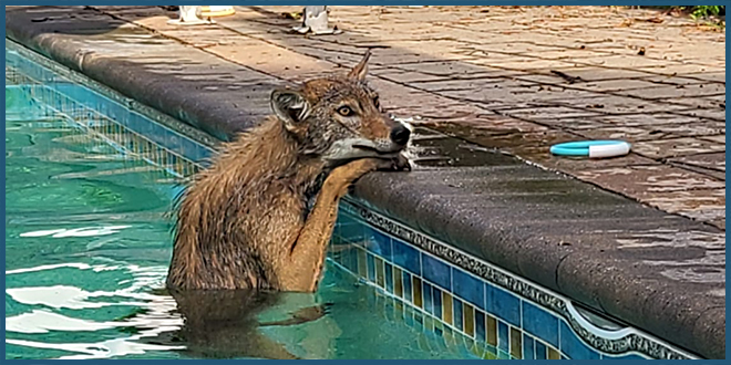 Живность Канады: койот пришел поплавать в бассейн на заднем дворе