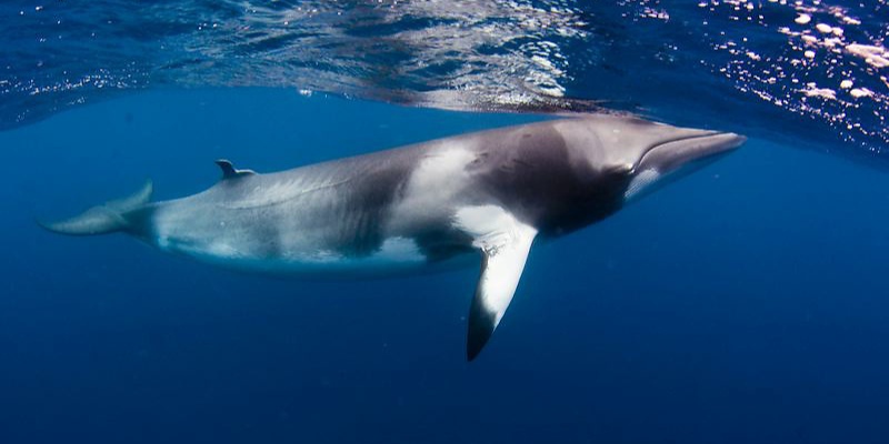 В реке Святого Лаврентия найден мертвый кит-полосатик