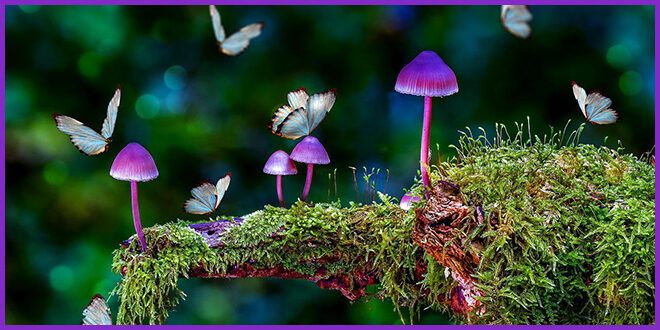 mushroom