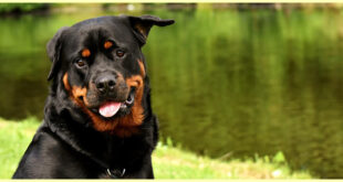 Rottweiler