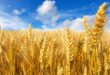 Долгосрочная тенденция на рынке пшеницы – глобальное сокращение запасов