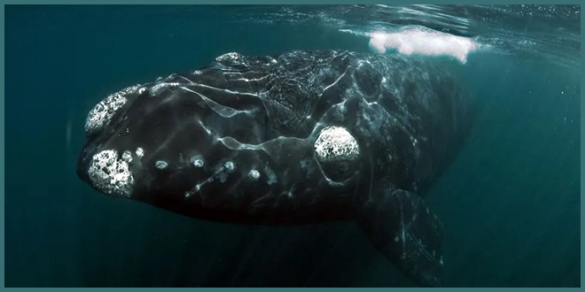 У берегов Нью-Брансуика запутался исчезающий североатлантический кит