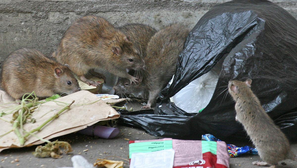 Крысы правят бал: почему монреальцы страдают от мусора и грызунов