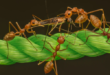 fourmis