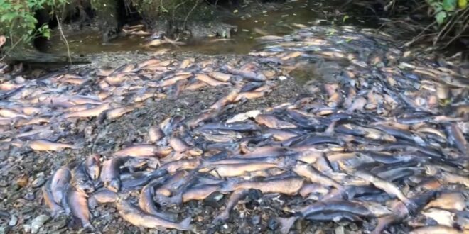 Реки пересохли: массовая гибель лосося в Канаде