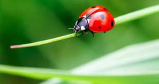 Coccinelle