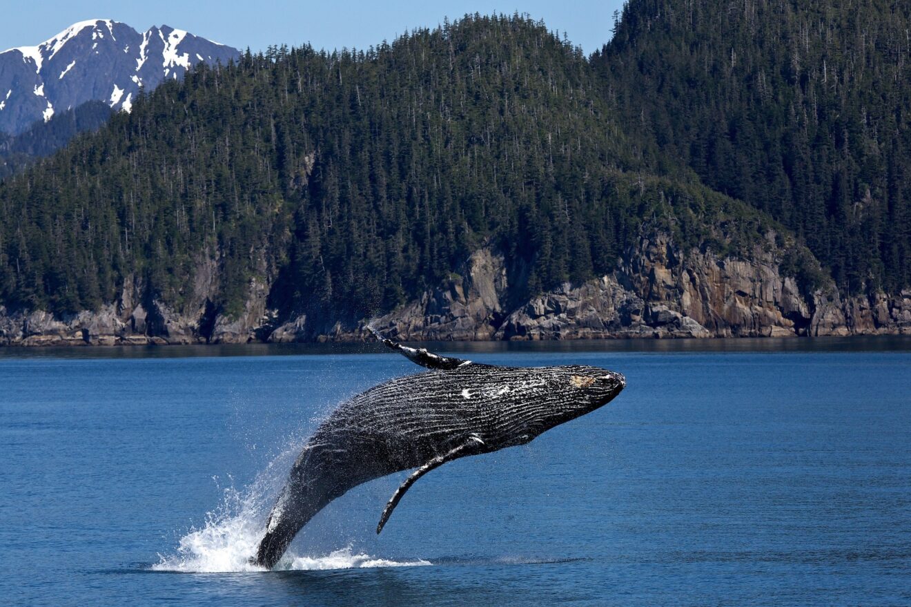 Мертвые горбатые киты всплыли у берегов Канады