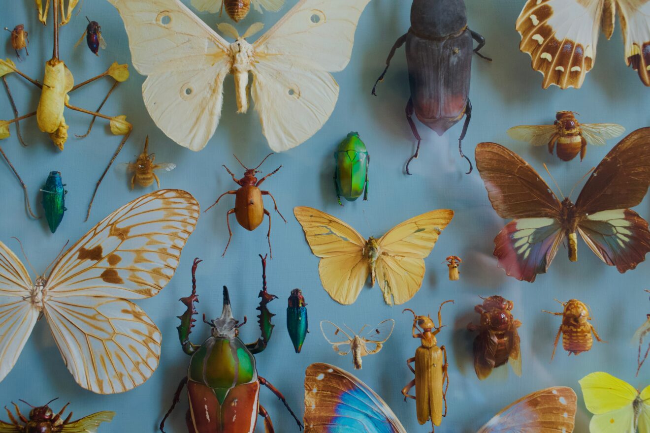 Ученые Австралии рекрутировали школьников со всей страны на ловлю насекомых