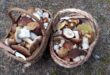Champignons