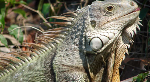 iguana