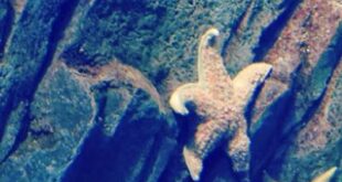 Sea star