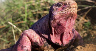 Pink Iguana