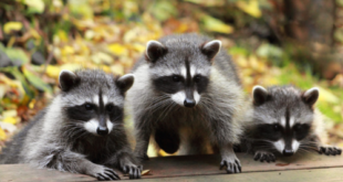 Racoons