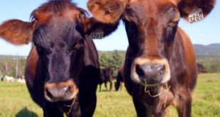 Vache canadienne