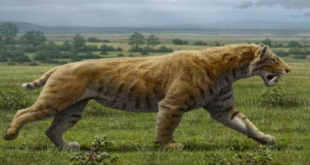 Smilodon