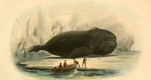 Baleine