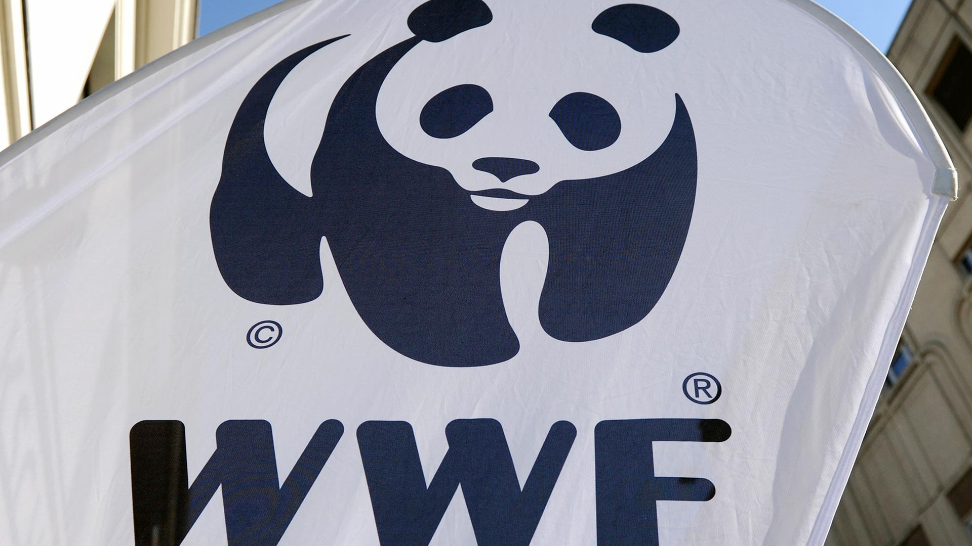 The world wildlife fund is an organization. WWF. Всемирный фонд дикой природы WWF России. Всемирный фонд природы WWF И Медведев. Логотип WWF прикол.