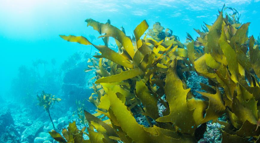 В США спрогнозировали рекордные выбросы водорослей на пляжи Флориды