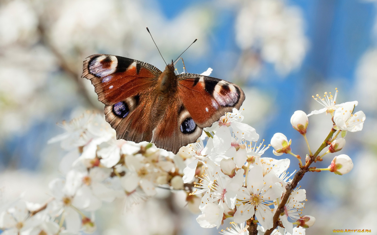 Первые бабочки были родом из Северной Америки