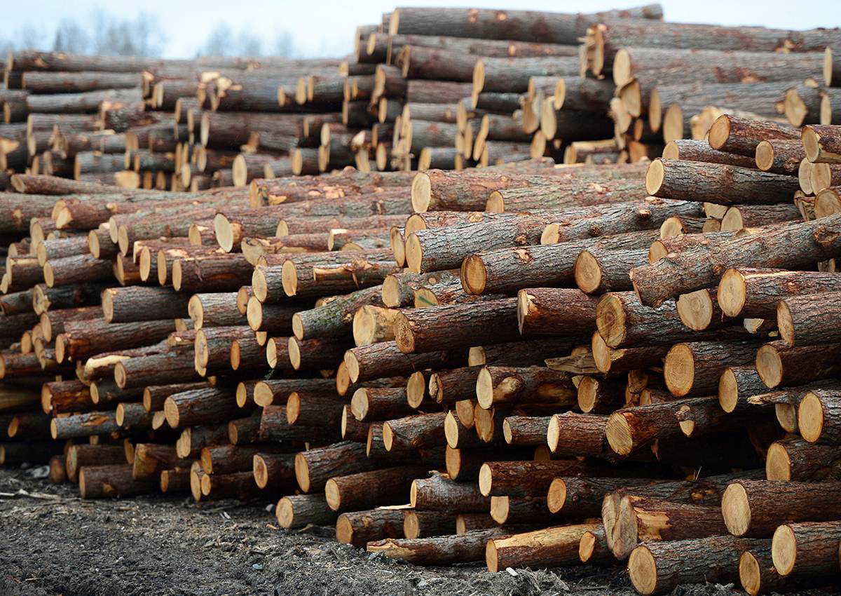 Гигантская деревянная плотина в Канаде оказалась виновной в изменении климата