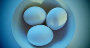 eggs