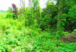 Foret