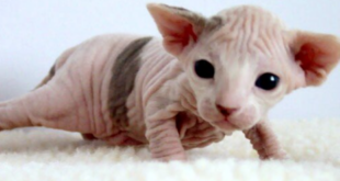 sphynx