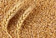 Экспорт зерна из Канады снизился на 10%